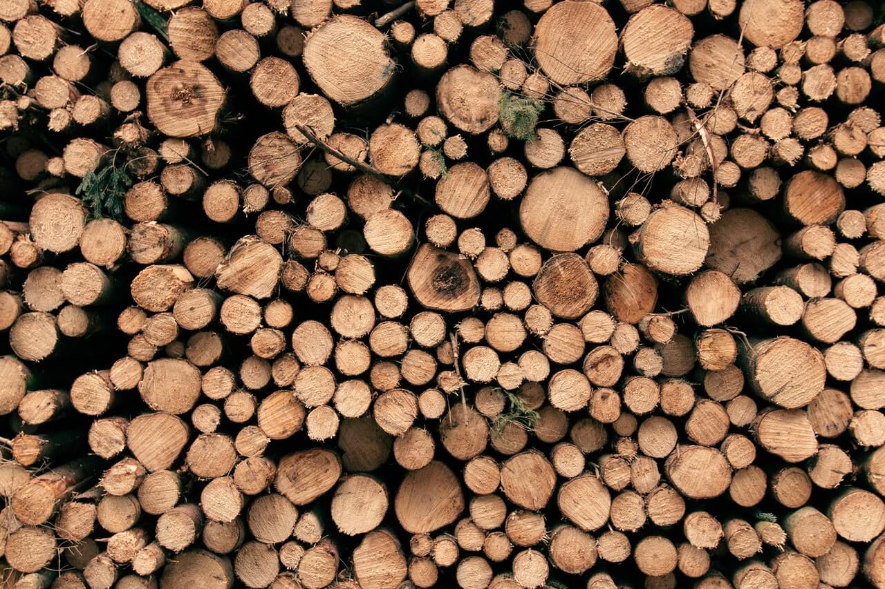 Skład drewna, jak wykorzystać jego zasoby?